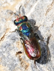 Chrysura hybrida