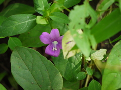 Barleria prattensis