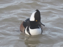 Lophodytes cucullatus