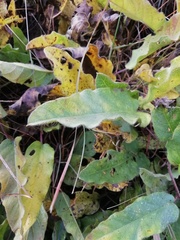Ipomoea oblongata