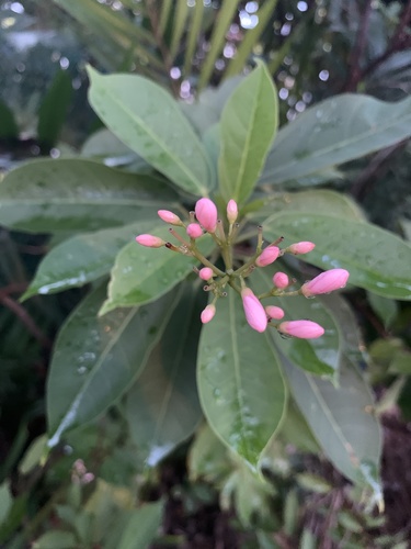 Peregrina