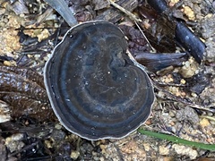 Sanguinoderma rugosum