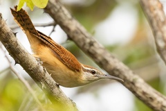 Cantorchilus longirostris