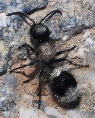 Stenomutilla argentata