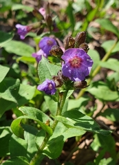 Pulmonaria obscura