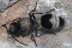 Stenomutilla argentata