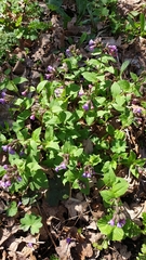 Pulmonaria obscura