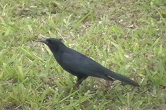 Ptiloxena atroviolacea