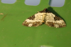 Melanthia procellata