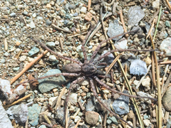 Tomopisthes horrendus