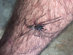 Tomopisthes horrendus