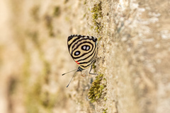 Catagramma hystaspes