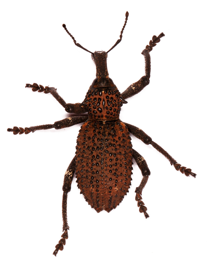 Clay Donkeyface Weevil