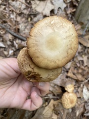 Agrocybe
