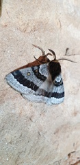 Anthela tetraphrica