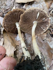 Agrocybe