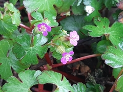 Geranium lucidum