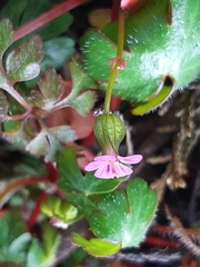 Geranium lucidum