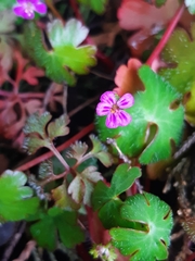 Geranium lucidum