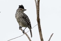 Thamnophilus doliatus capistratus