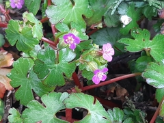 Geranium lucidum