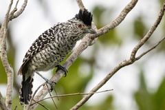 Thamnophilus doliatus capistratus