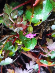 Geranium lucidum