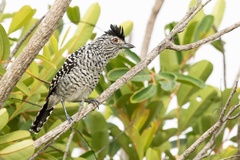 Thamnophilus doliatus capistratus