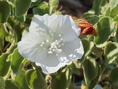 Pavonia dentata