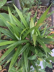 Pandanus amaryllifolius