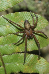 Megadictyna thilenii