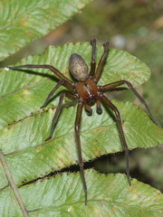 Megadictyna thilenii