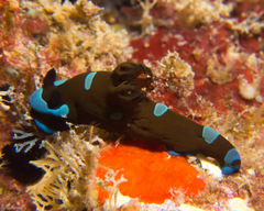 Tambja morosa