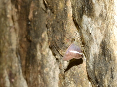 Hasora taminatus