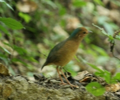 Hydrornis nipalensis