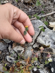 Coronilla coronata