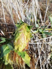 Barleria macrostegia