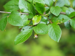 Cotoneaster acutifolius