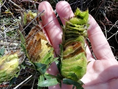 Barleria macrostegia