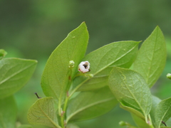 Cotoneaster acutifolius