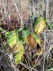Barleria macrostegia