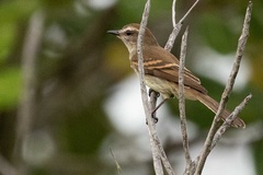 Cnemotriccus fuscatus