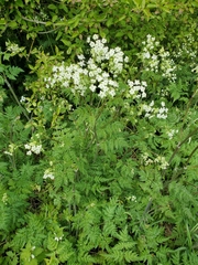 Anthriscus sylvestris