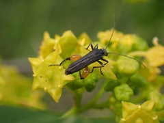 Oedemera rufofemorata