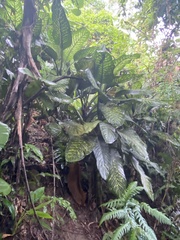 Dieffenbachia seguine