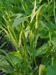 Puccinia sii-falcariae