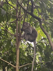 Dieffenbachia seguine