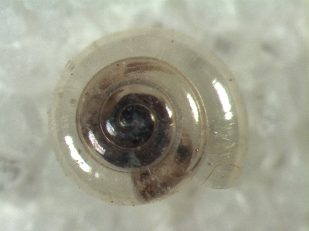 Crystal Snail