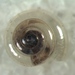 Vitrea crystallina - Photo (c) Nefronus, μερικά δικαιώματα διατηρούνται (CC BY-SA)