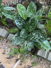 Dieffenbachia seguine